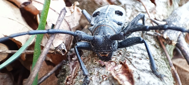 Morimus asper funereus - gyászcincér