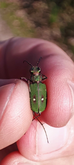 Cicindela campestris - mezei homokfutrinka