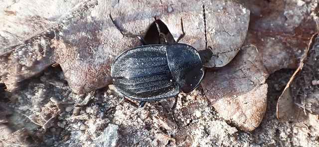 Phosphuga atrata - bordás csigarabló