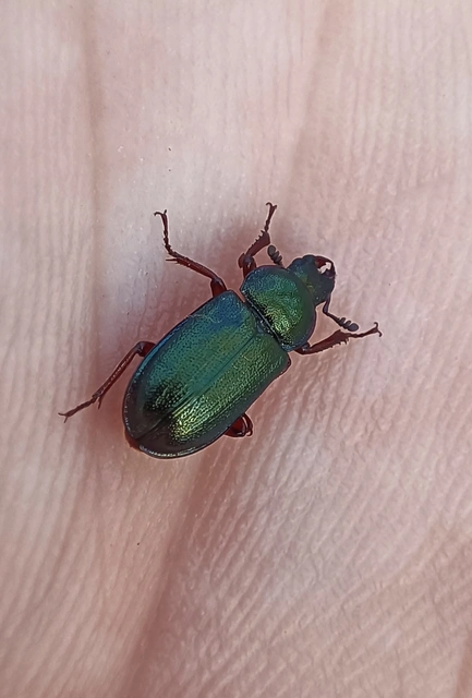 Platycerus caraboides - kis fémesszarvasbogár