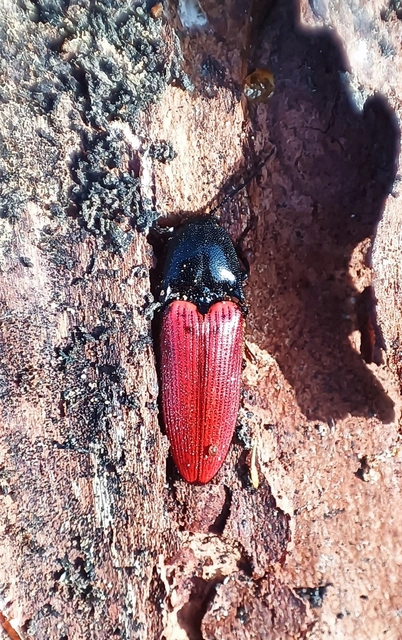 Ampedus