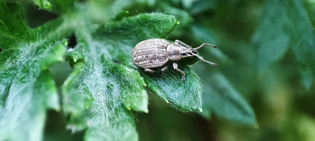 Peritelus familiaris - nagy kendermagbogár