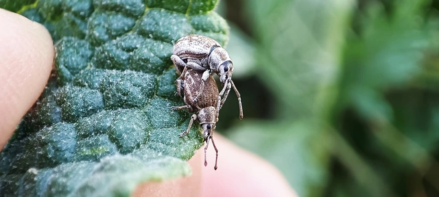 Peritelus familiaris - nagy kendermagbogár