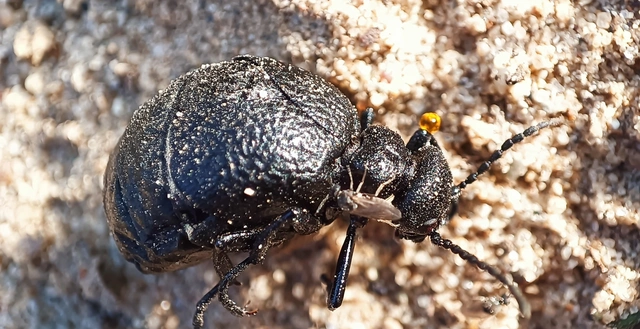 Meloe rugosus - ráncos nünüke