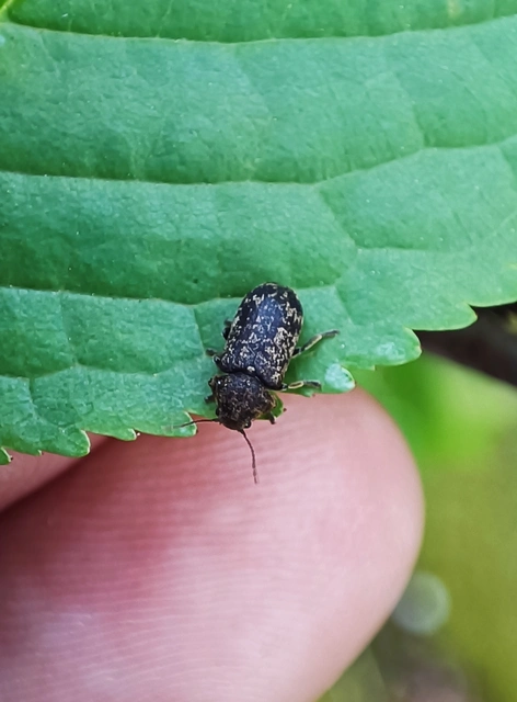 Xestobium rufovillosum - nagy álszú