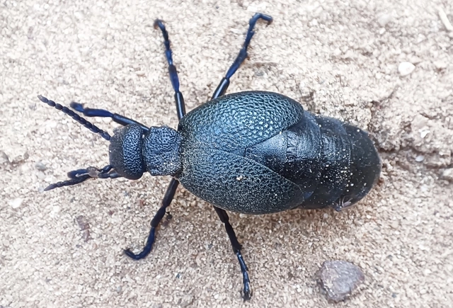 Meloe cicatricosus - óriásnünüke