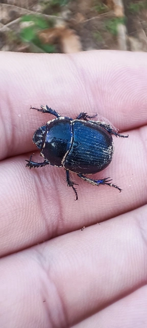 Anoplotrupes stercorosus - erdei álganéjtúró