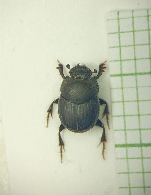 Onthophagus ovatus - apró trágyatúró