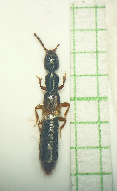 Leptacinus intermedius - barázdáshomlokú rovátkoltholyva Leptacinus intermedius - barázdáshomlokú rovátkoltholyva