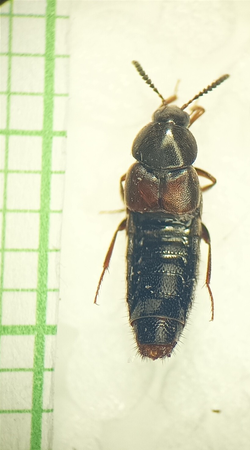 Aleochara curtula - nagy fürkészholyva