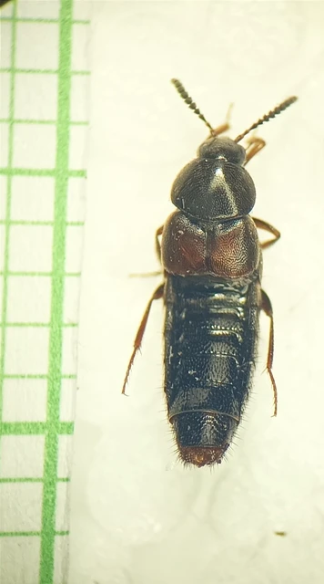 Aleochara curtula - nagy fürkészholyva