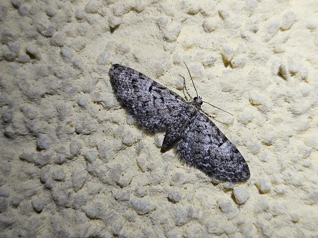 Eupithecia dodoneata - tölgy-törpearaszoló