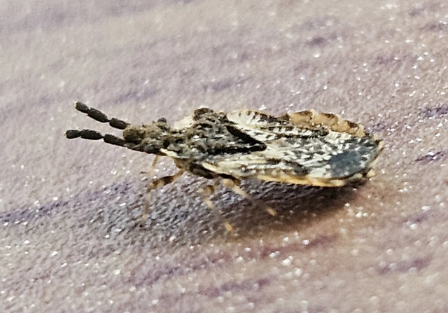 Aradus depressus - lapos kéregpoloska Aradus depressus - lapos kéregpoloska