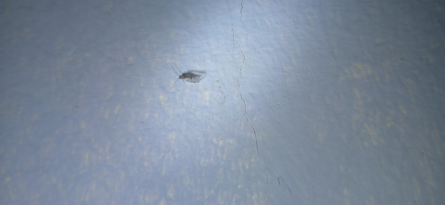 Psocoptera - Fürgetetvek