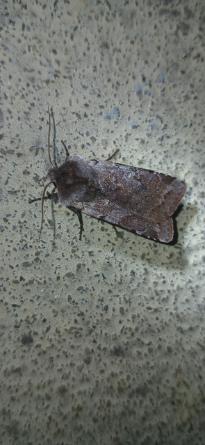 Cerastis rubricosa - vörhenyes tavaszibagoly