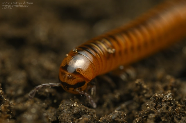 Cylindroiulus
