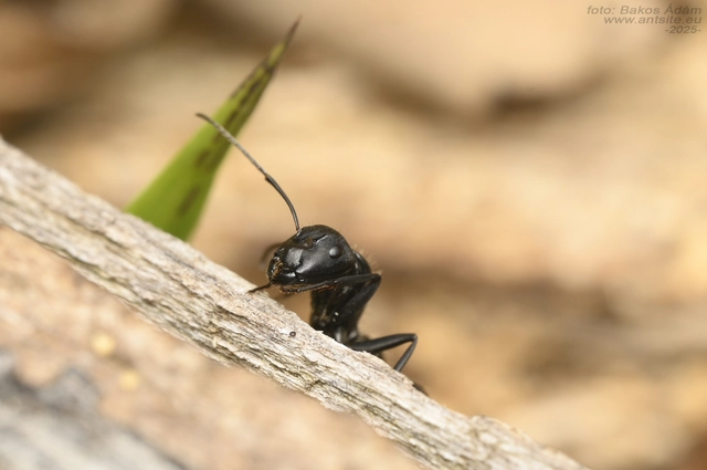 Camponotus vagus - fekete lóhangya