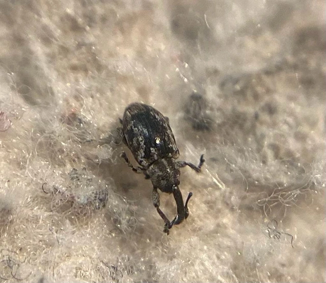 Smicronyx swertiae - gyásztárnics-arankaormányos