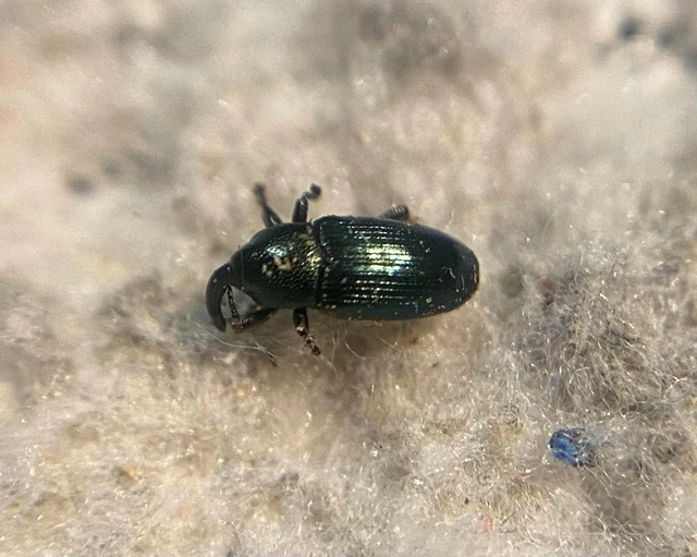 Aulacobaris caerulescens - fémes repcebáris