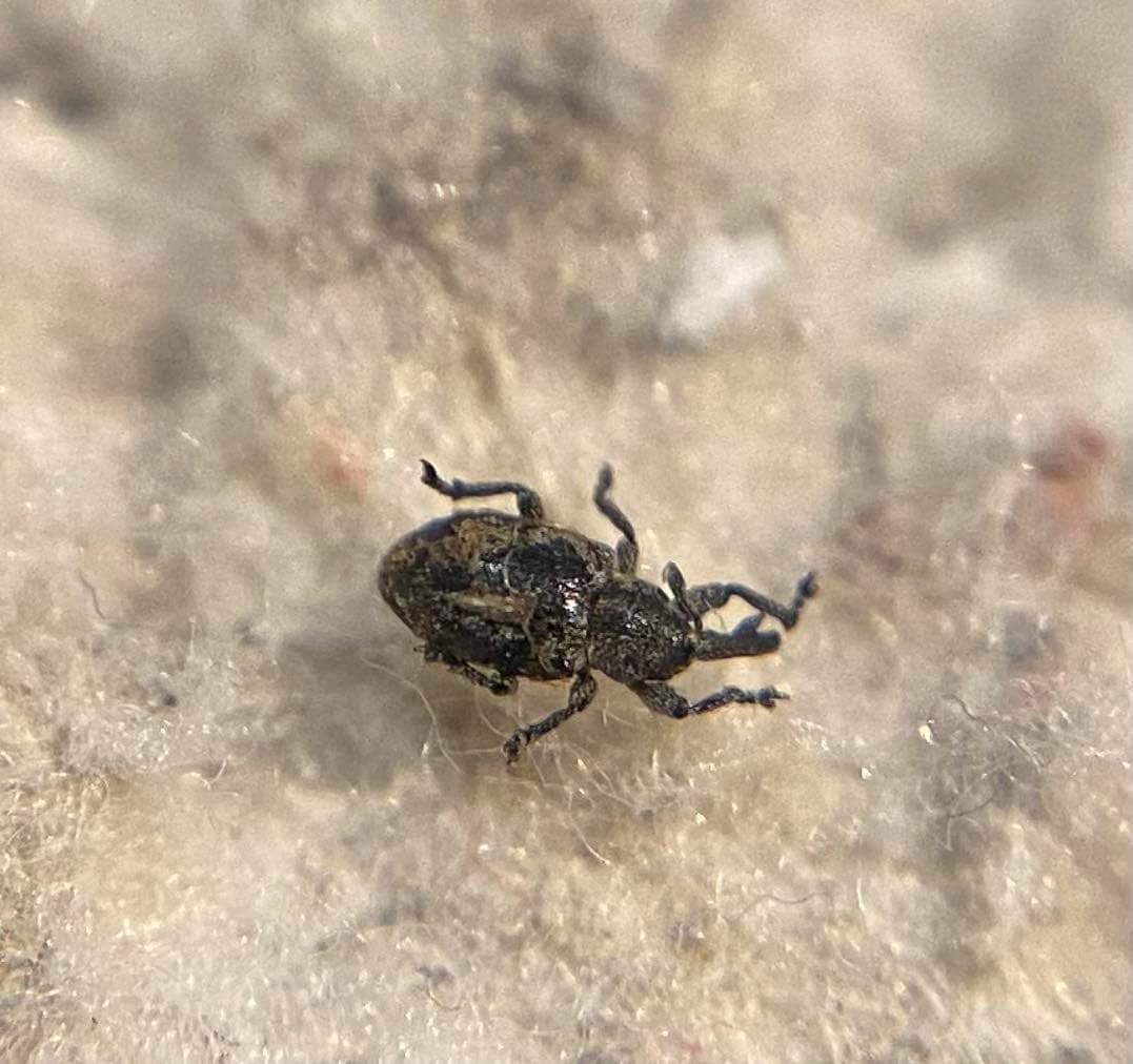 Smicronyx swertiae - gyásztárnics-arankaormányos