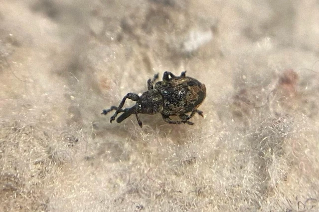 Smicronyx swertiae - gyásztárnics-arankaormányos