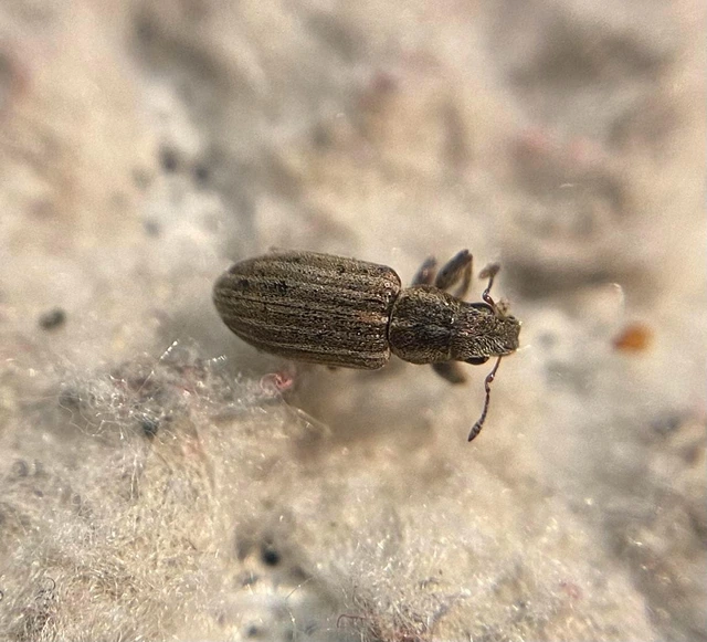 Sitona lineatus - sávos csipkézőbogár