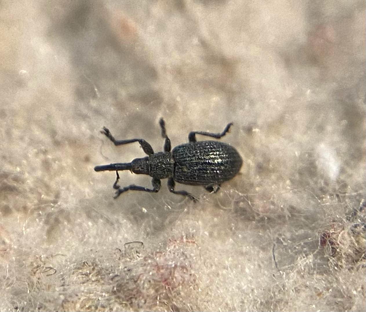 Ischnopterapion fallens - alföldi cickányormányos