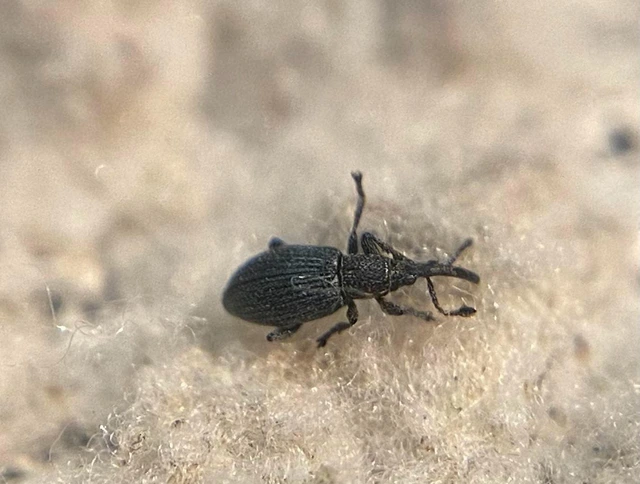 Ceratapion gibbirostre - agyaras cickányormányos Ceratapion gibbirostre - agyaras cickányormányos