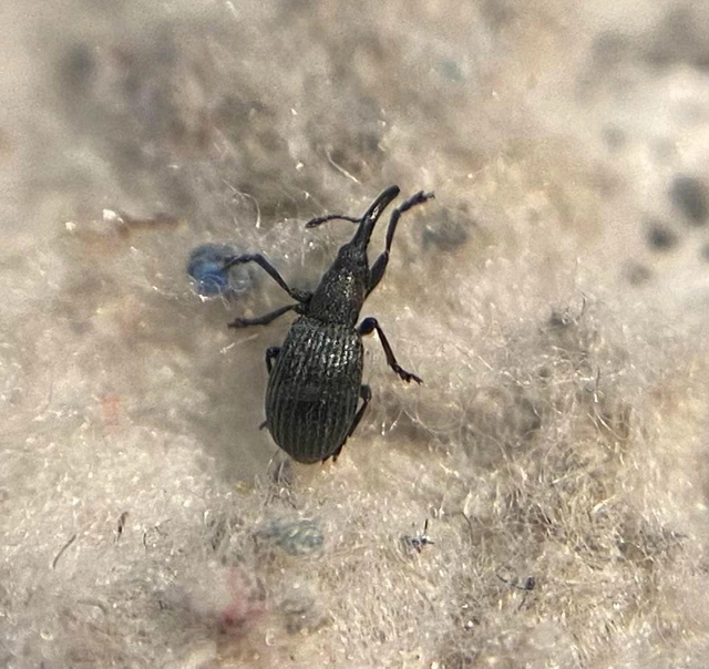 Ischnopterapion loti - szarvaskerep-cickányormányos