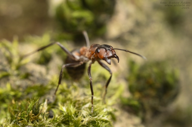Formica rufa - erdei vöröshangya