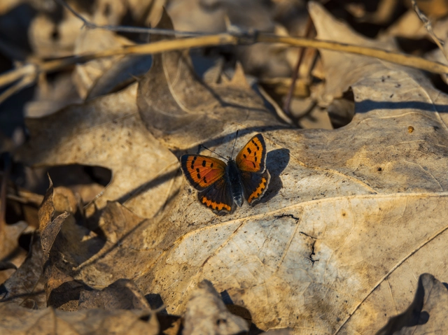 Lycaena phlaeas - közönséges tűzlepke