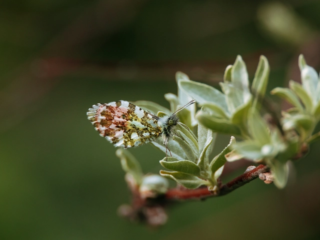 Anthocharis cardamines - hajnalpírlepke