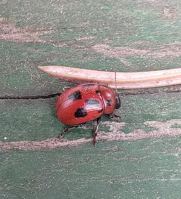 Gonioctena fornicata - közönséges lucernabogár