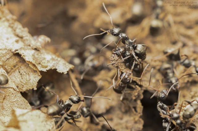 Formica fusca - kormos rabszolgahangya