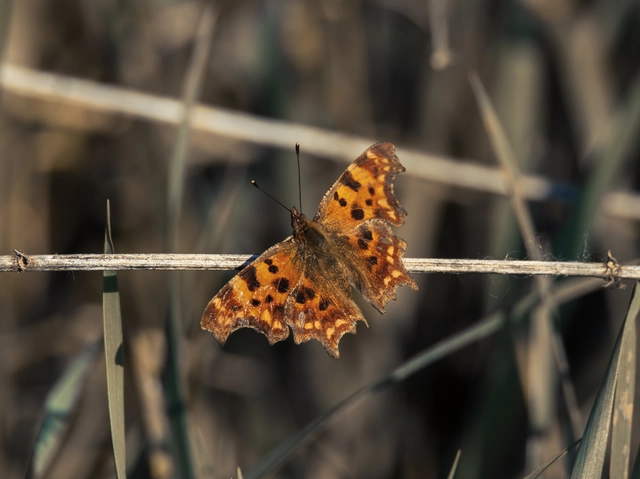 Nymphalis c-album - C-betűs lepke