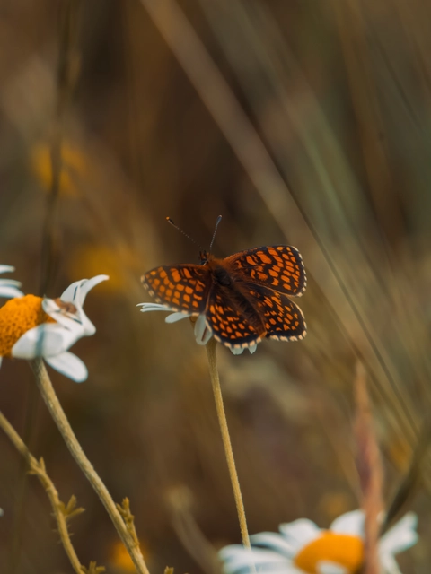Melitaea athalia - közönséges tarkalepke