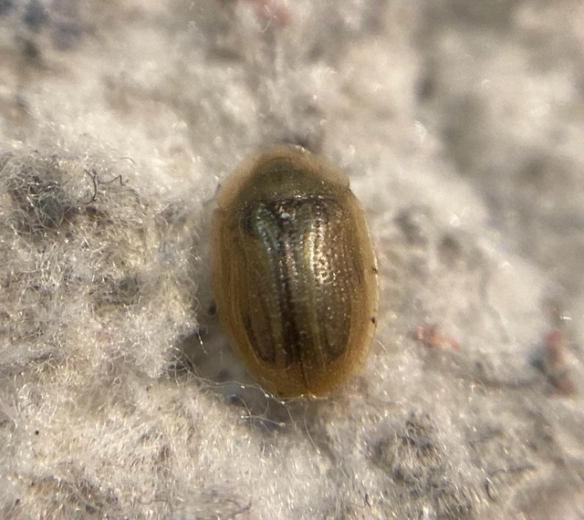 Cassida nobilis - díszes pajzsbogár Cassida nobilis - díszes pajzsbogár