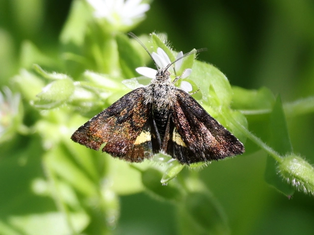 Panemeria tenebrata - apró sárgabagoly