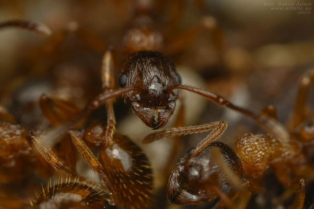 Myrmica ruginodis - erdei bütyköshangya