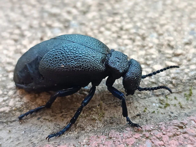 Meloe cicatricosus - óriásnünüke