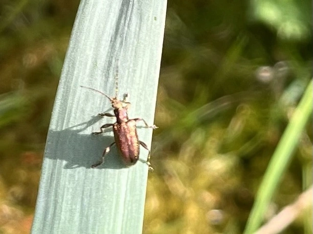 Plateumaris sericea - selymes nádbogár