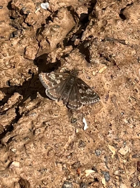 Erynnis tages - cigánylepke