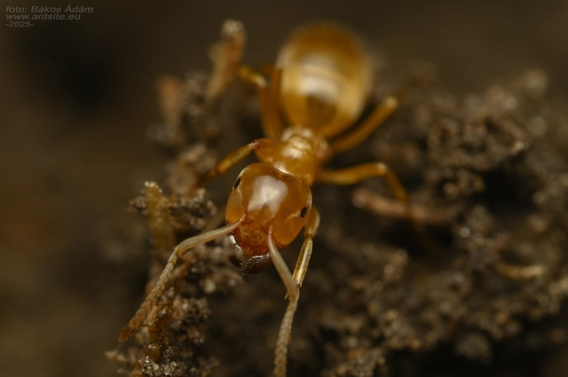 Lasius citrinus - citromszagú borostyánhangya