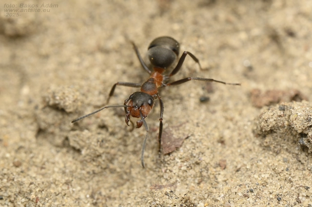 Formica pratensis - réti vöröshangya