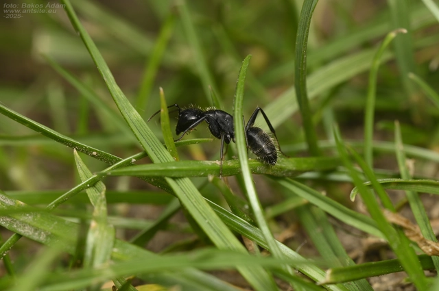 Camponotus vagus - fekete lóhangya
