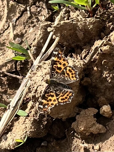 Araschnia levana - pókhálós lepke