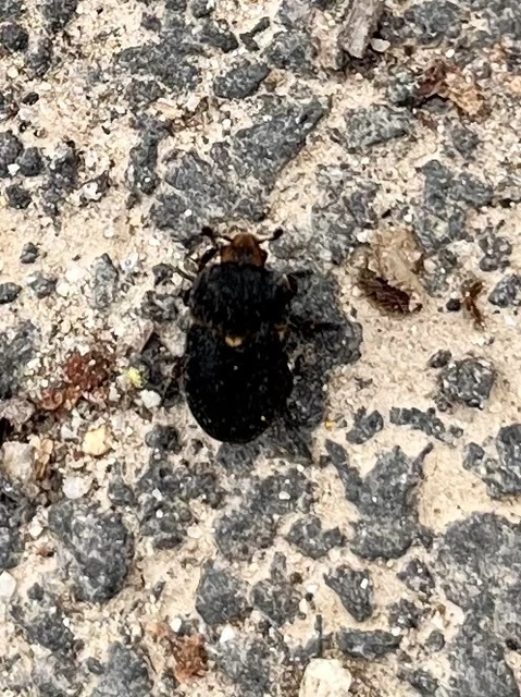 Dermestes laniarius - gyászos porva Dermestes laniarius - gyászos porva