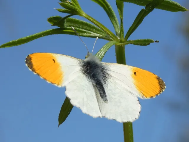 Anthocharis cardamines - hajnalpírlepke