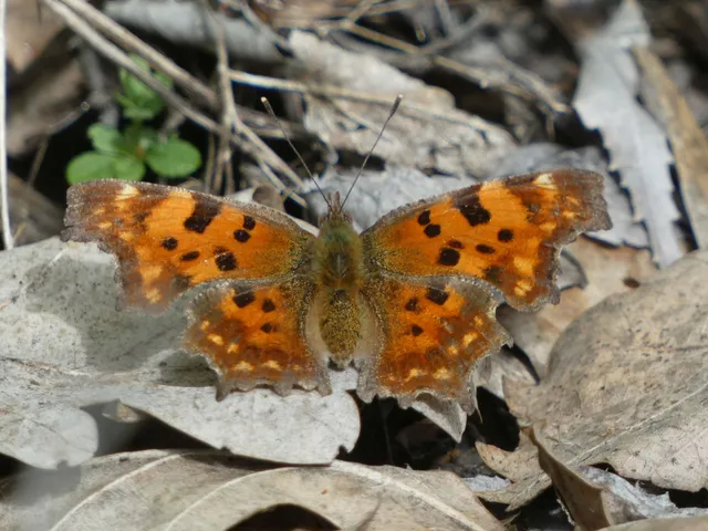 Nymphalis c-album - C-betűs lepke