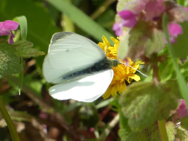 Pieris rapae - répalepke